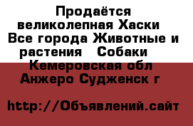 Продаётся великолепная Хаски - Все города Животные и растения » Собаки   . Кемеровская обл.,Анжеро-Судженск г.